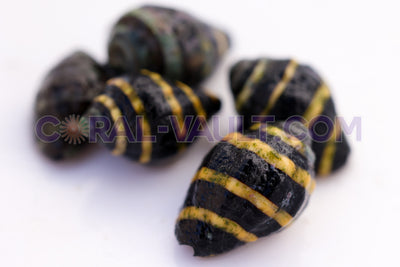 Bubble Bee Snails (5 Pack)