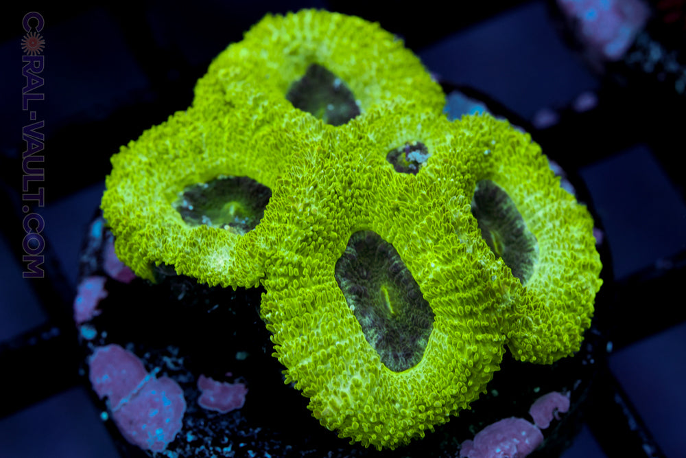 Forest Acan