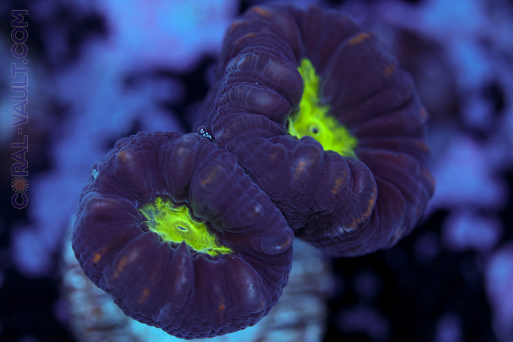 Purple Trumpet Coral